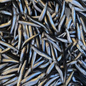 Anchois frais