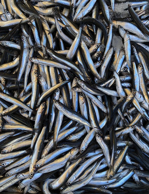 Anchois frais